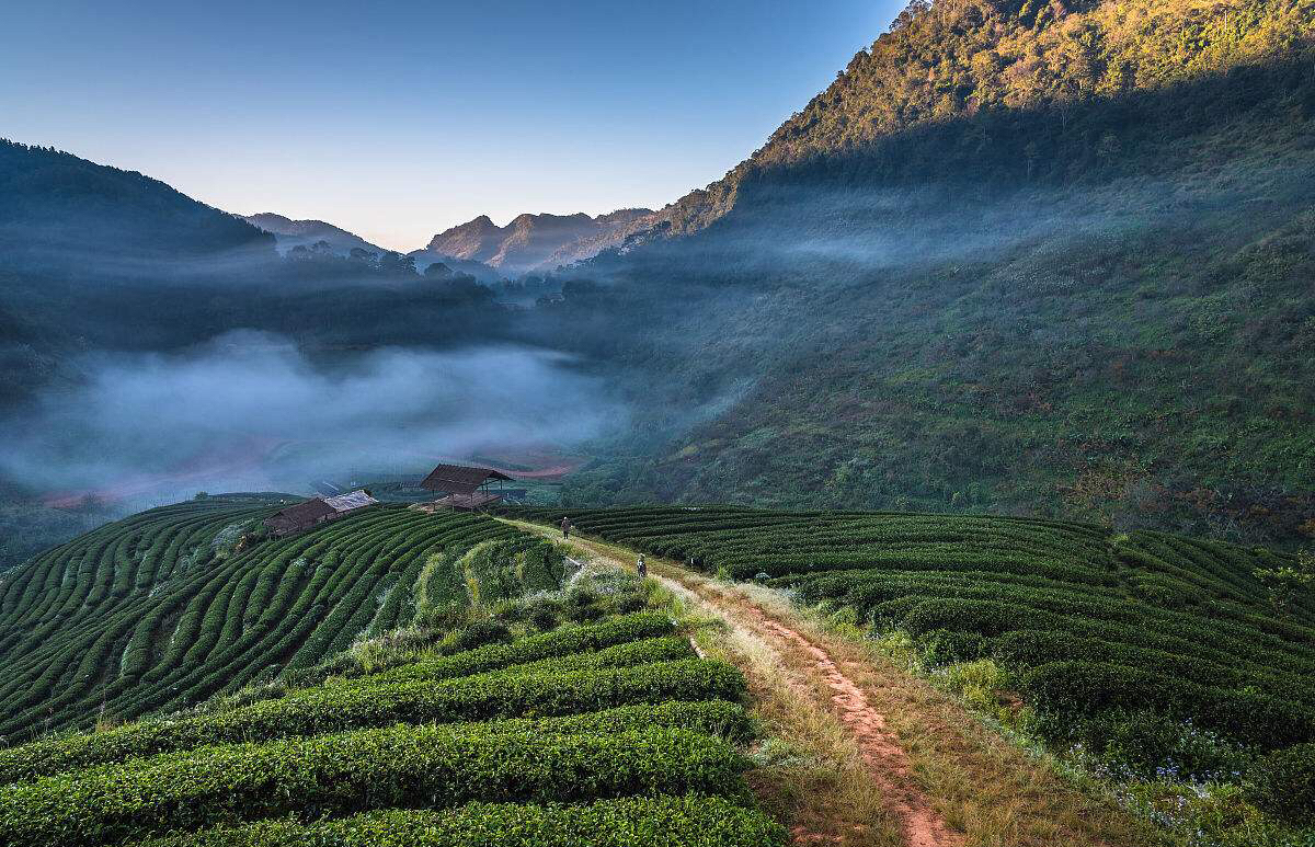 庐山云雾茶(提)